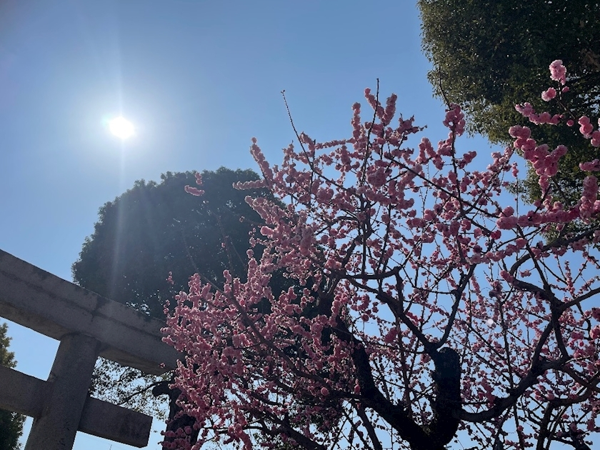 朝倉 しおり