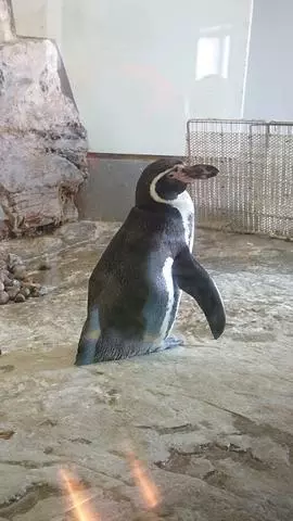 ひな
