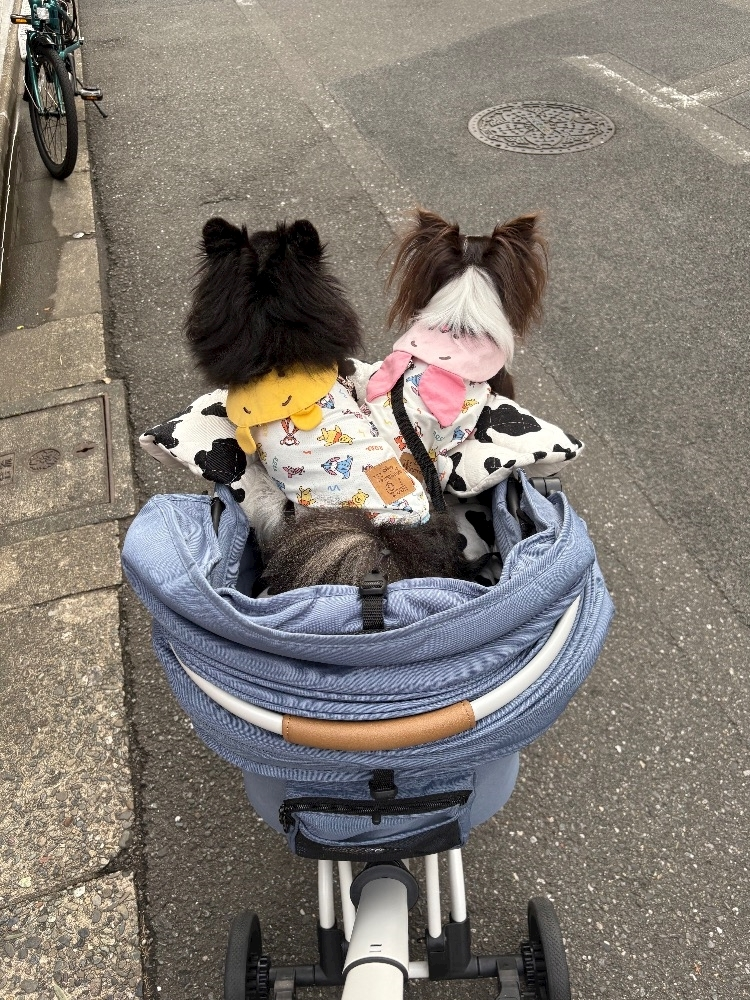 しおん