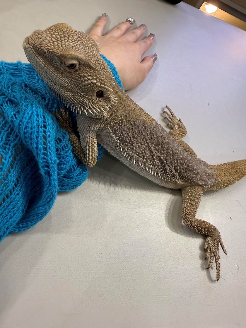 ナナ