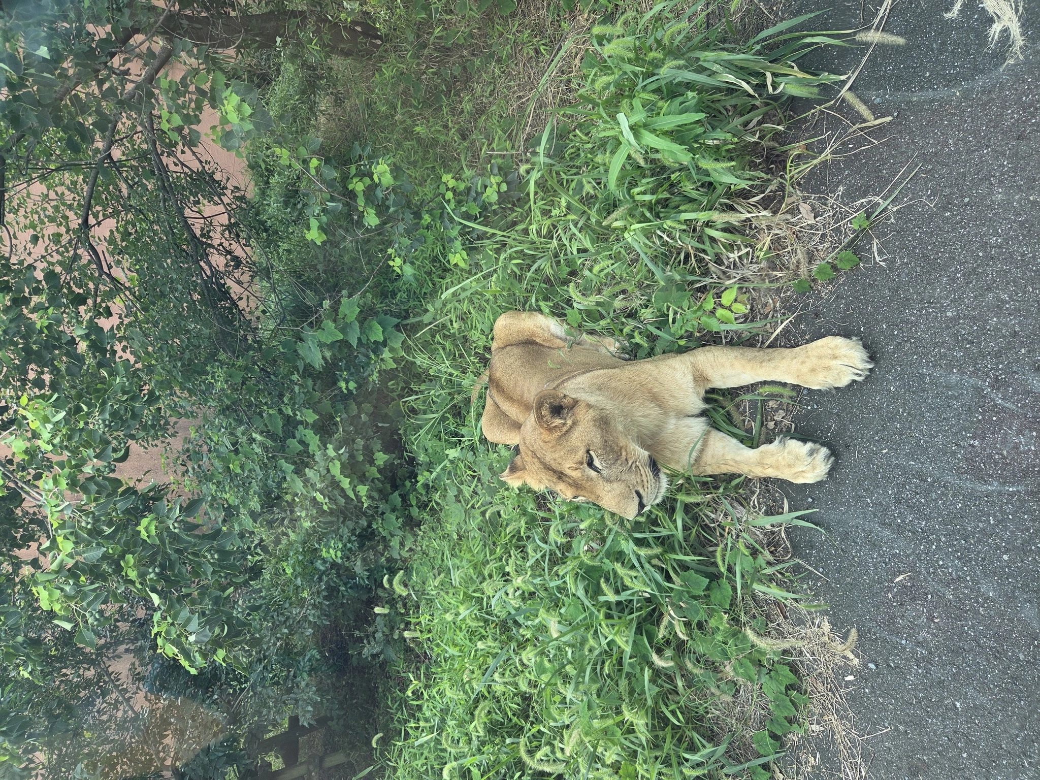 あおい