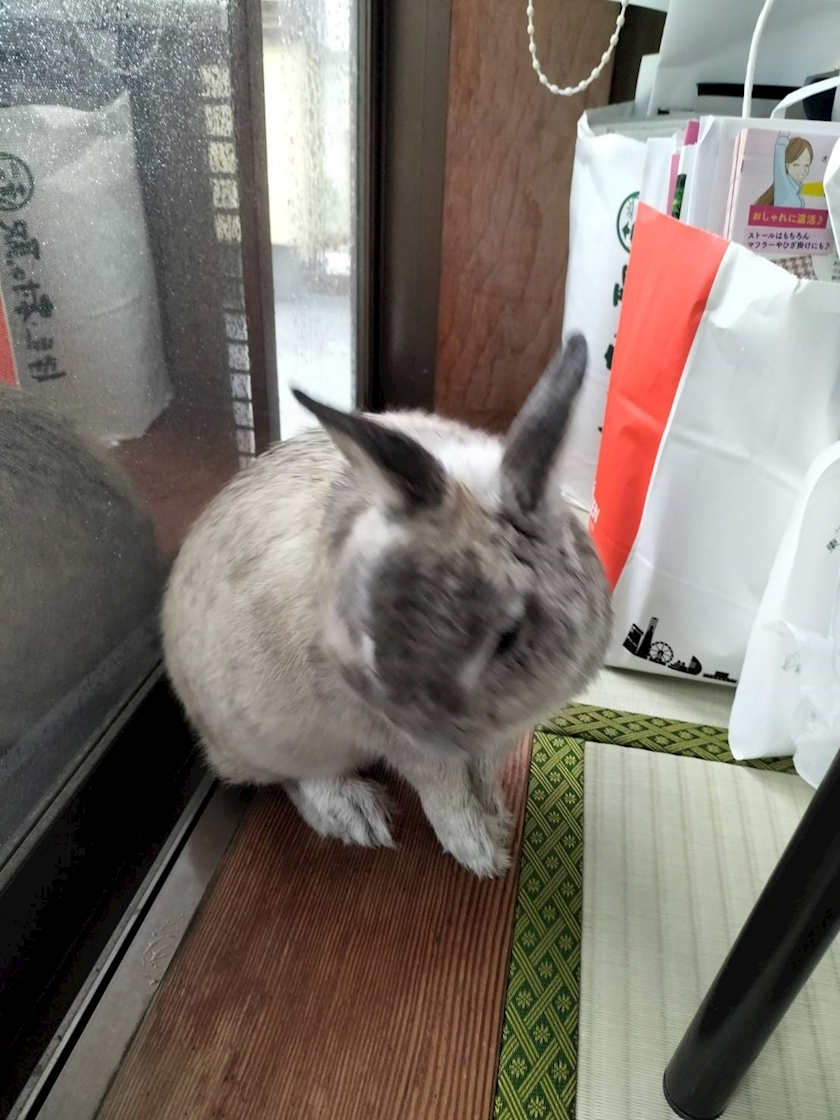 ゆきの
