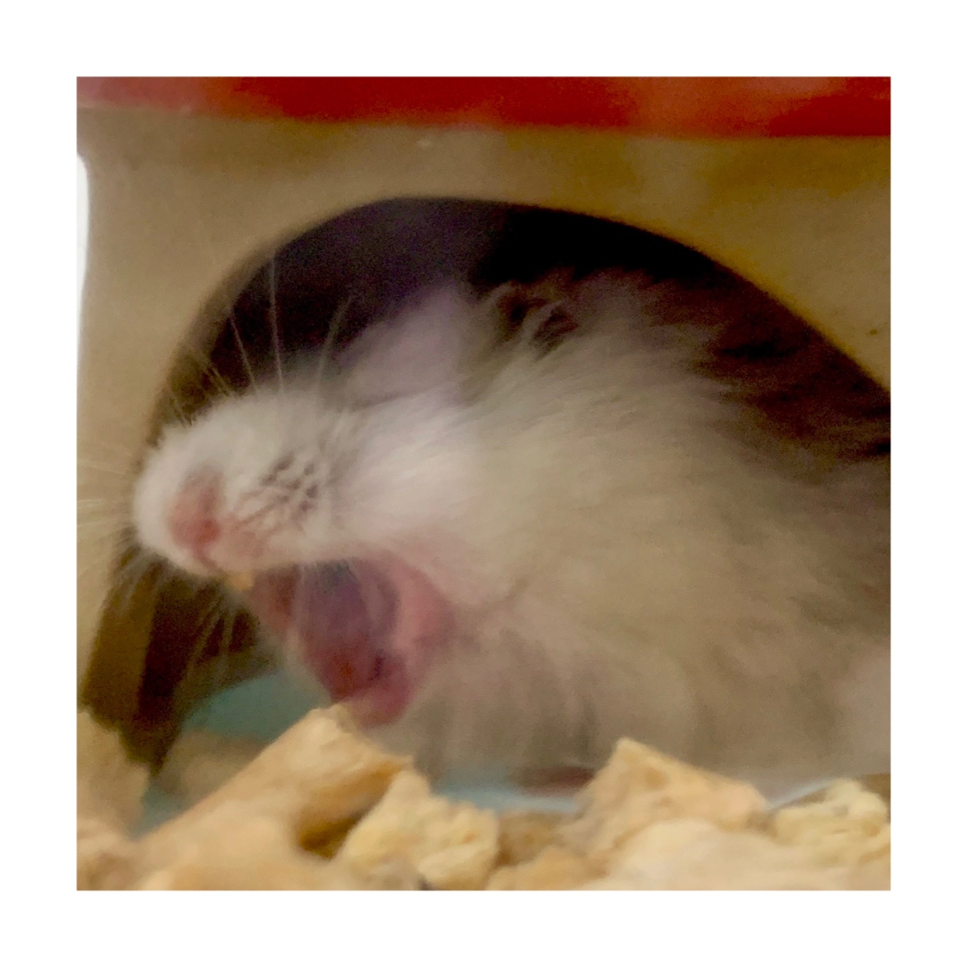 まゆ