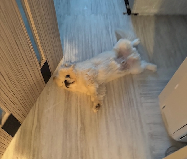 涼風 あき