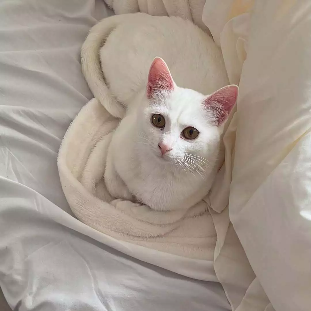きらり