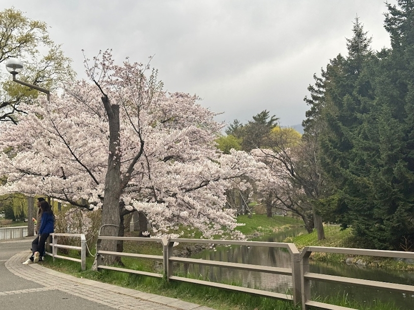 結城 かなの