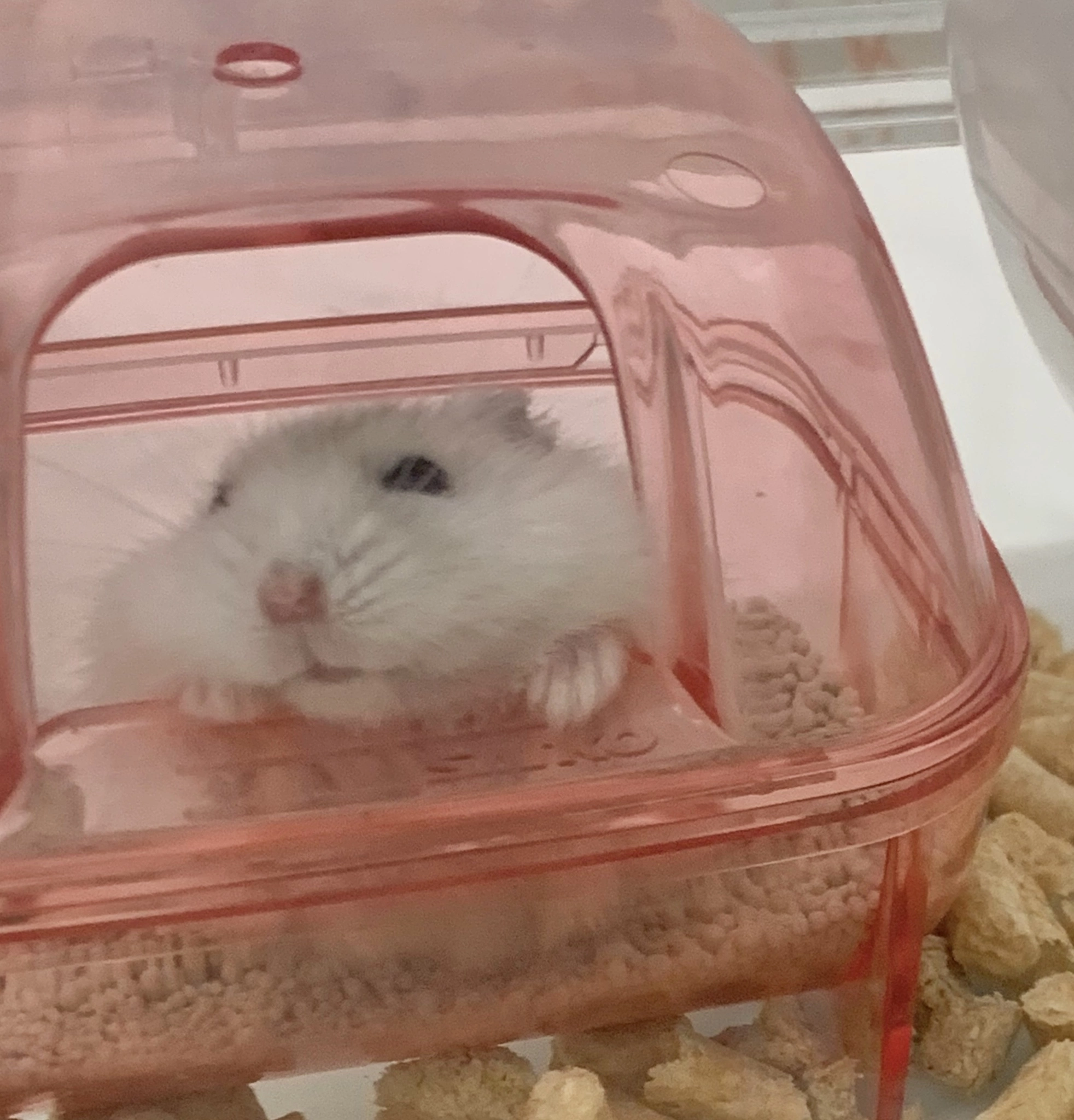 まゆ