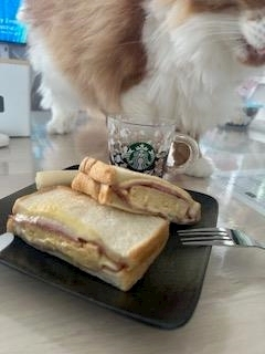 桐島 りゅう