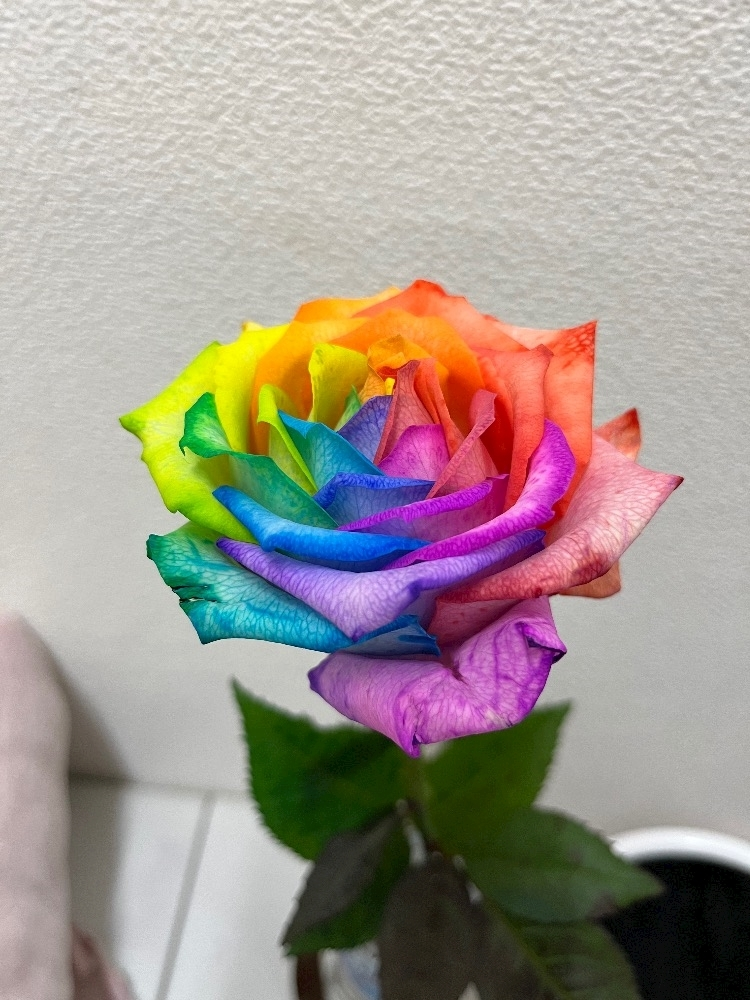葉月 ひろみ