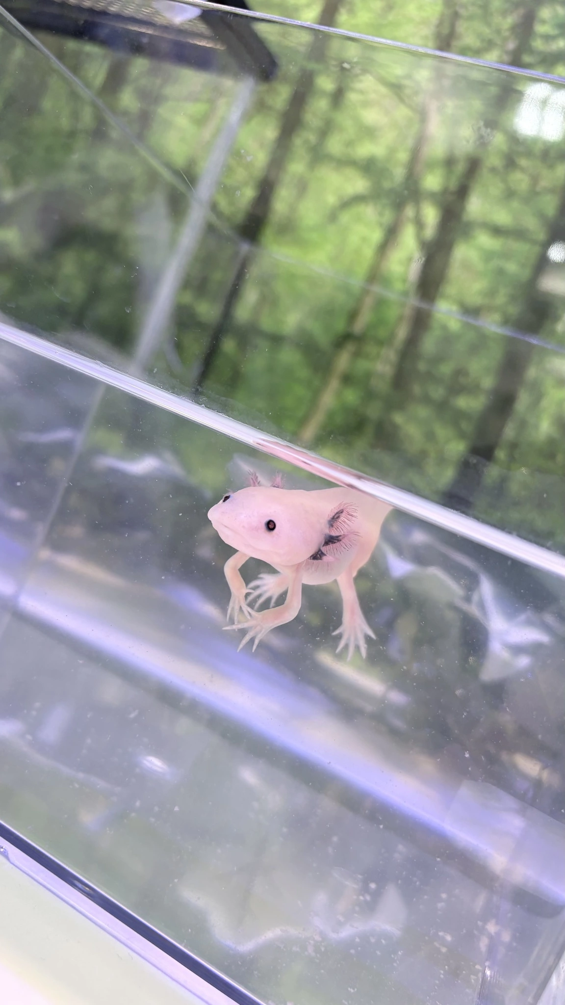 いちご
