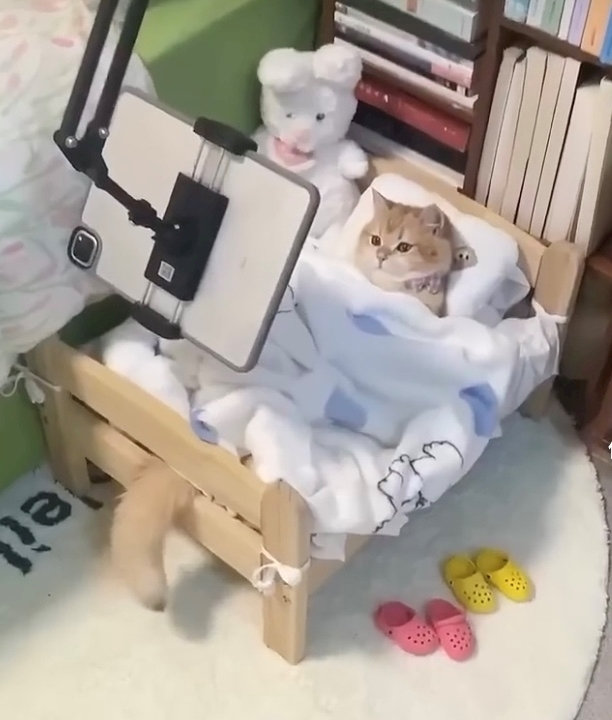 ゆか