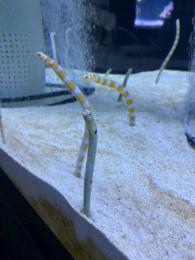 りん