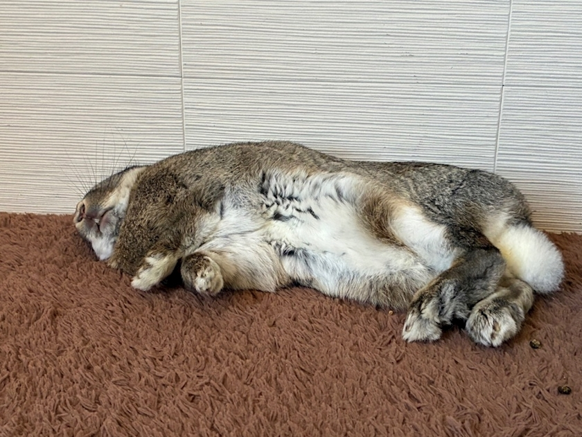 ココ