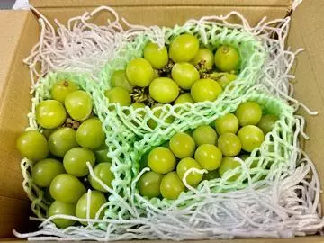 白石 愛莉