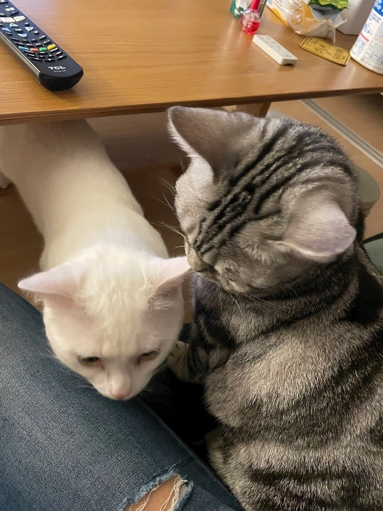蒼 みらい