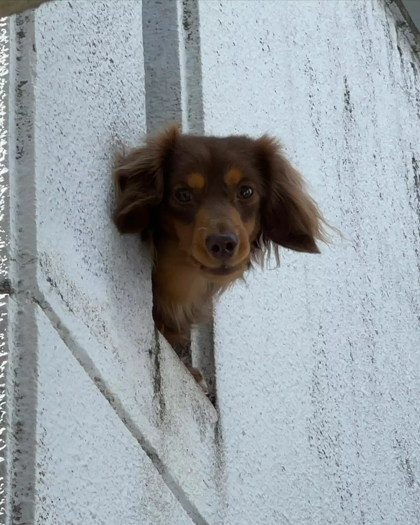 ねね