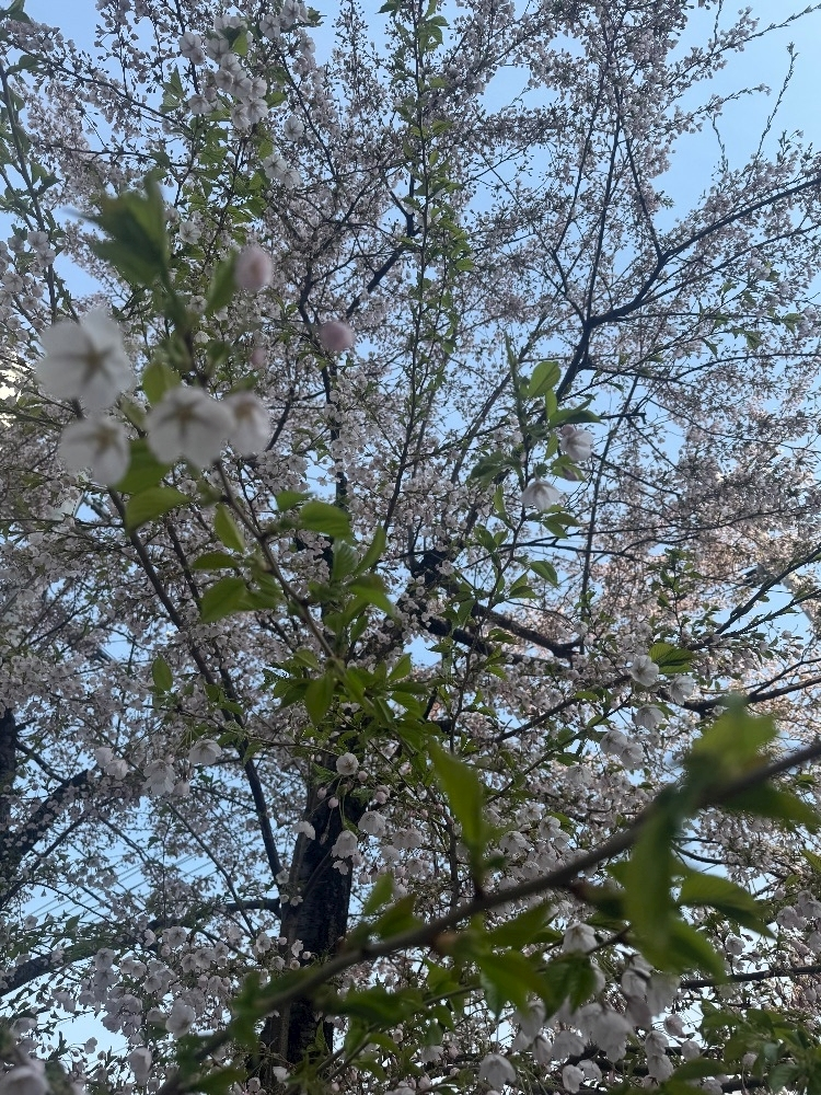 美咲 のばら