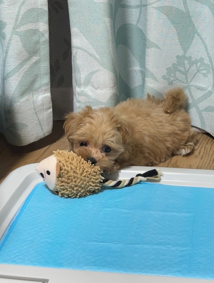 たむ