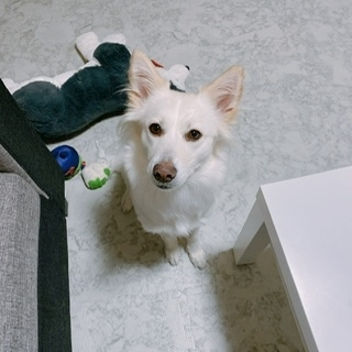 京 さゆみ