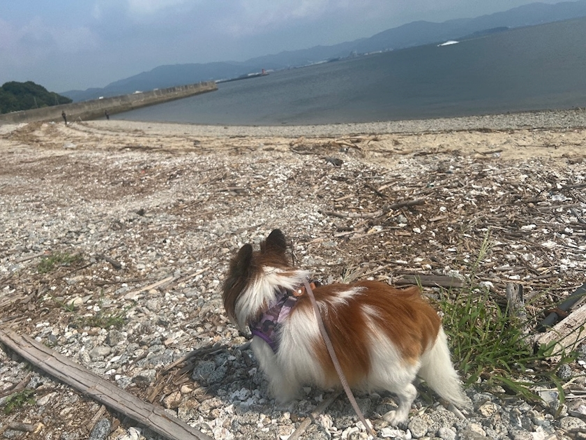 あいら