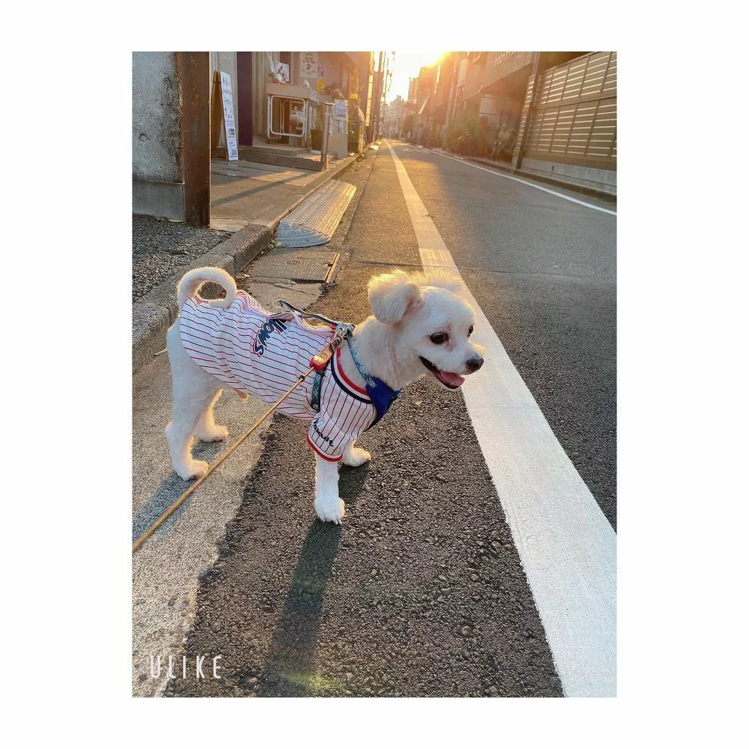 蓮