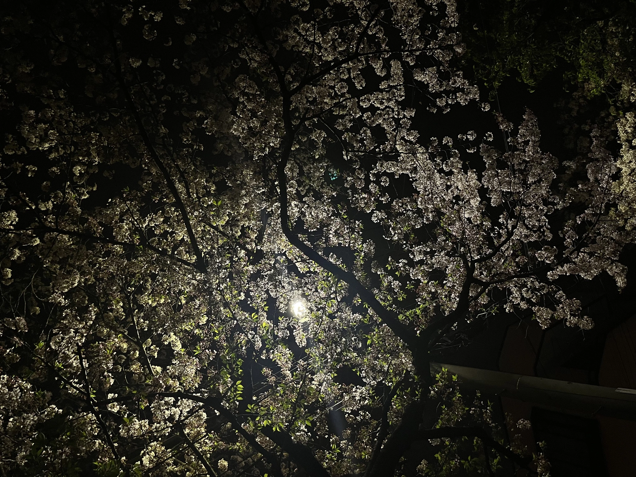 かえで