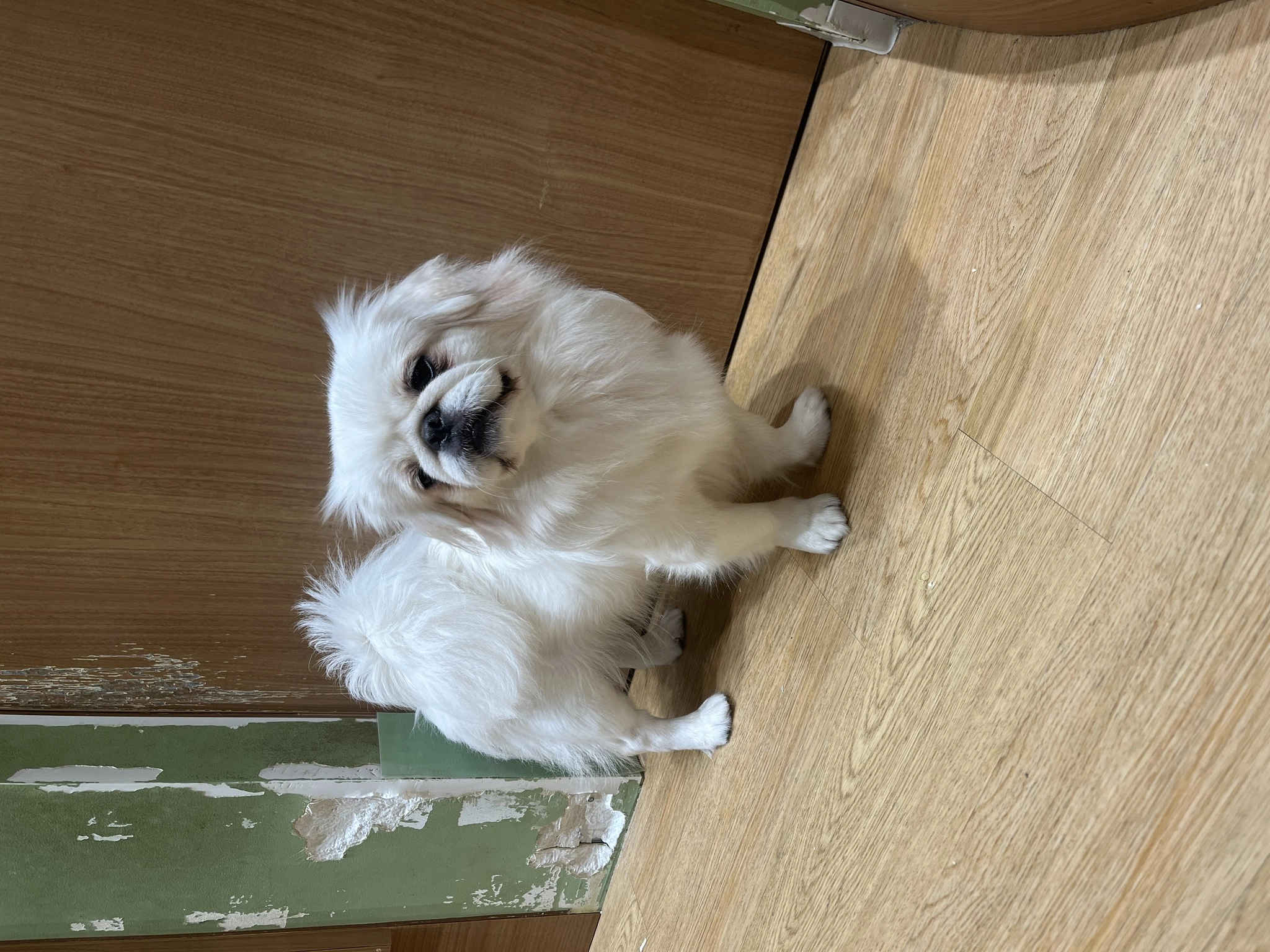 みはる