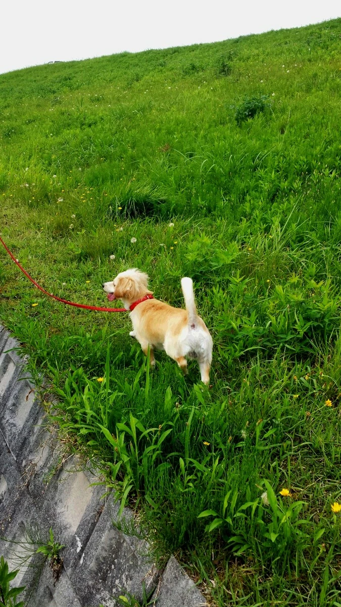 立花 咲