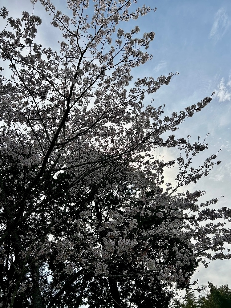 美月