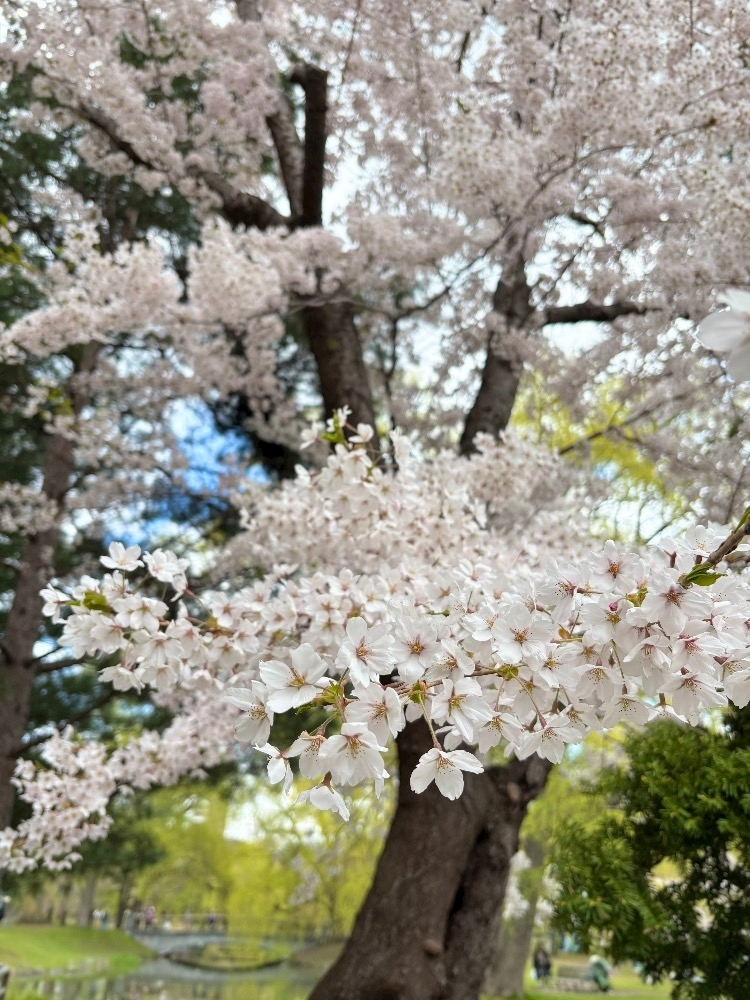 涼夏 みな
