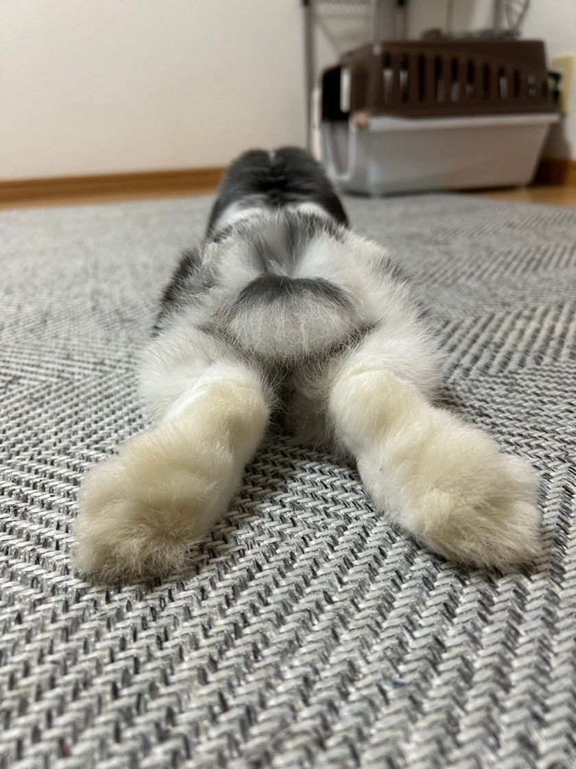 高槻 かえで