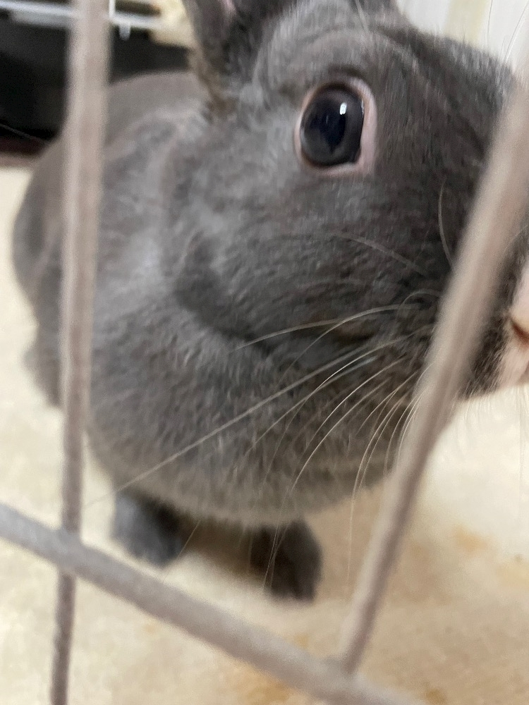 愛川 らん