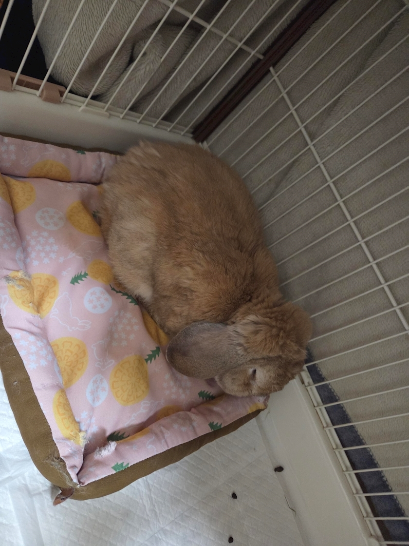 ほのか