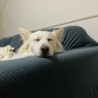 京 さゆみ