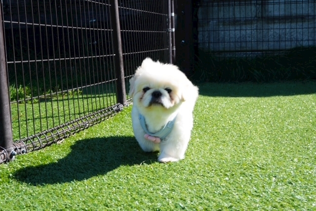 涼風 あき