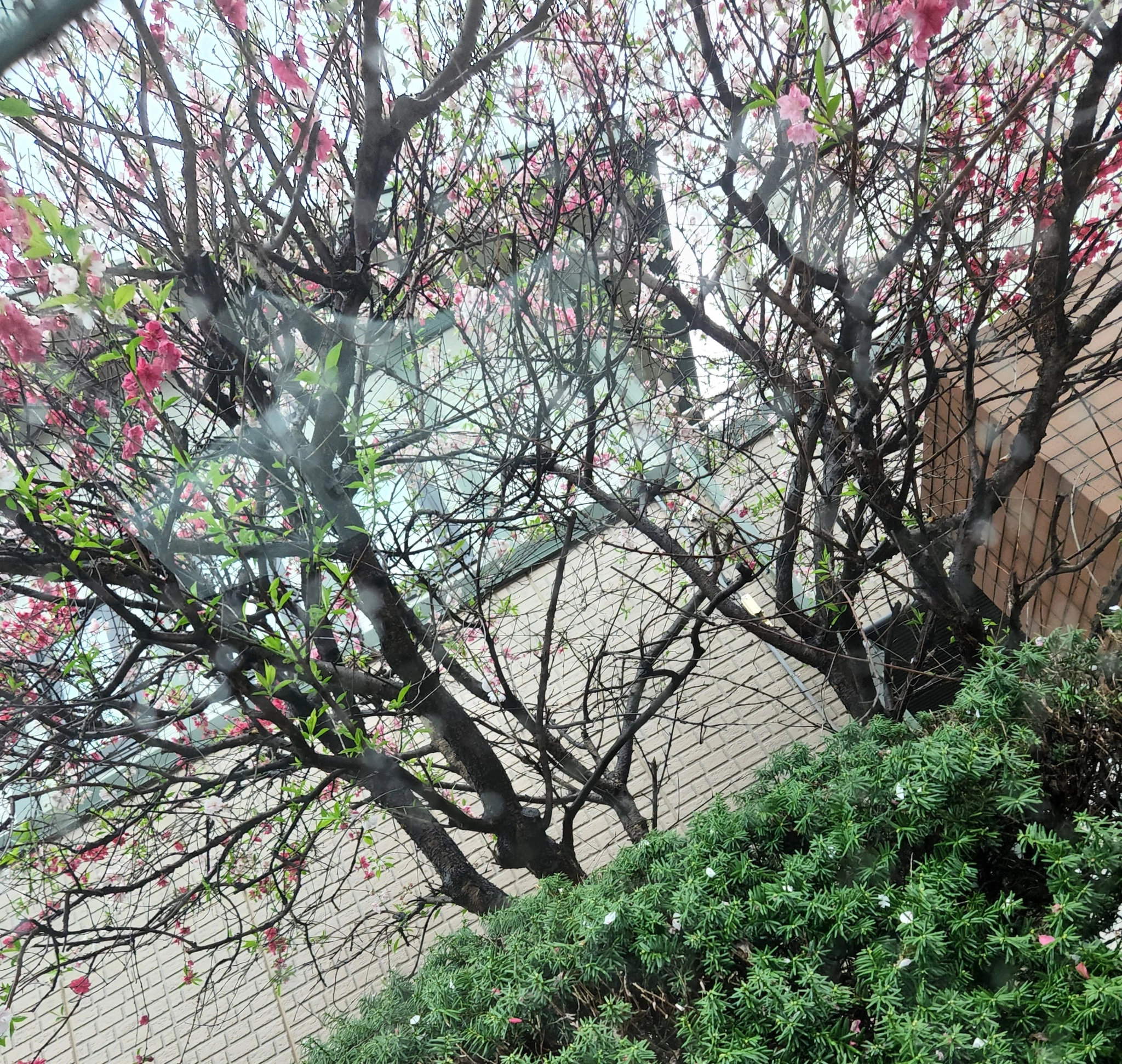 紫音