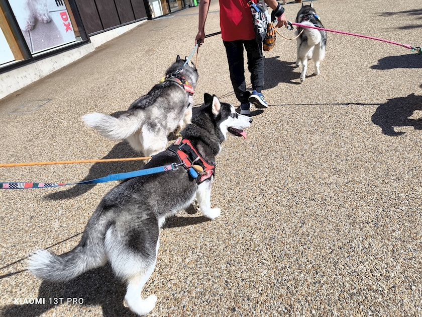 涼宮 しずか