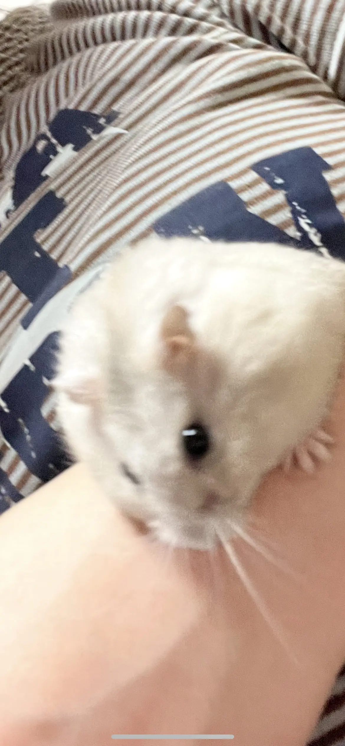 みゅん