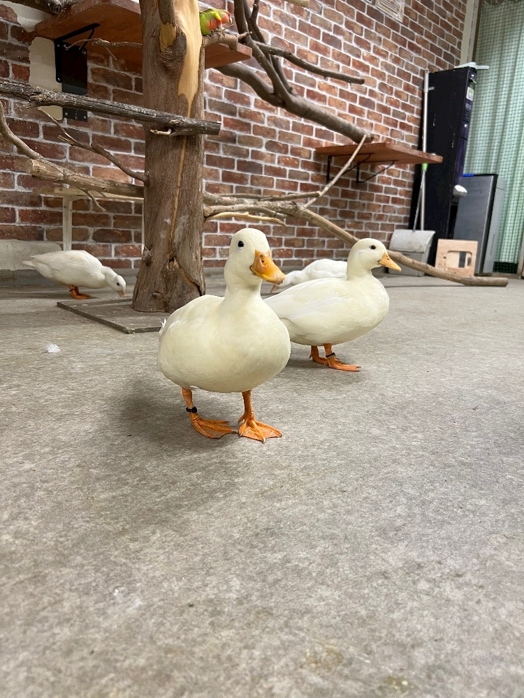あこ