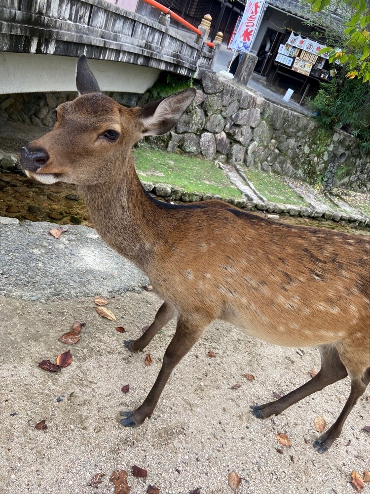 白咲　海月