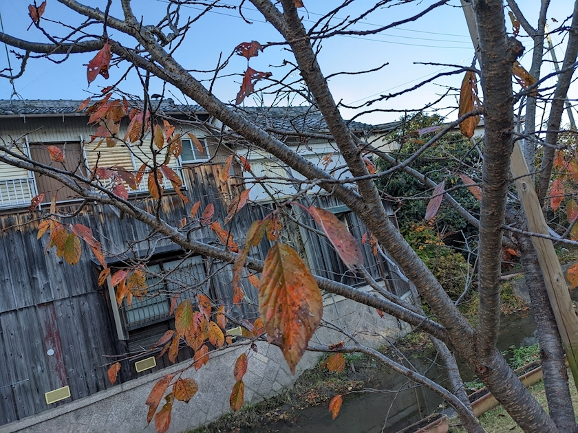 涼宮 しずか