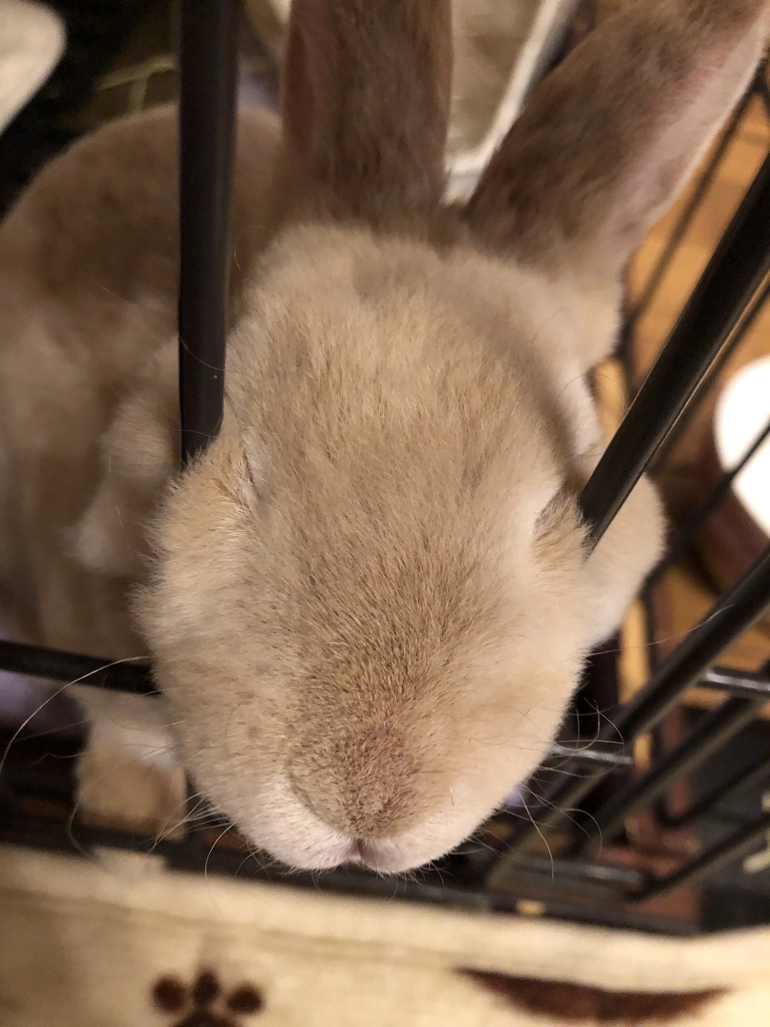 ねぎま