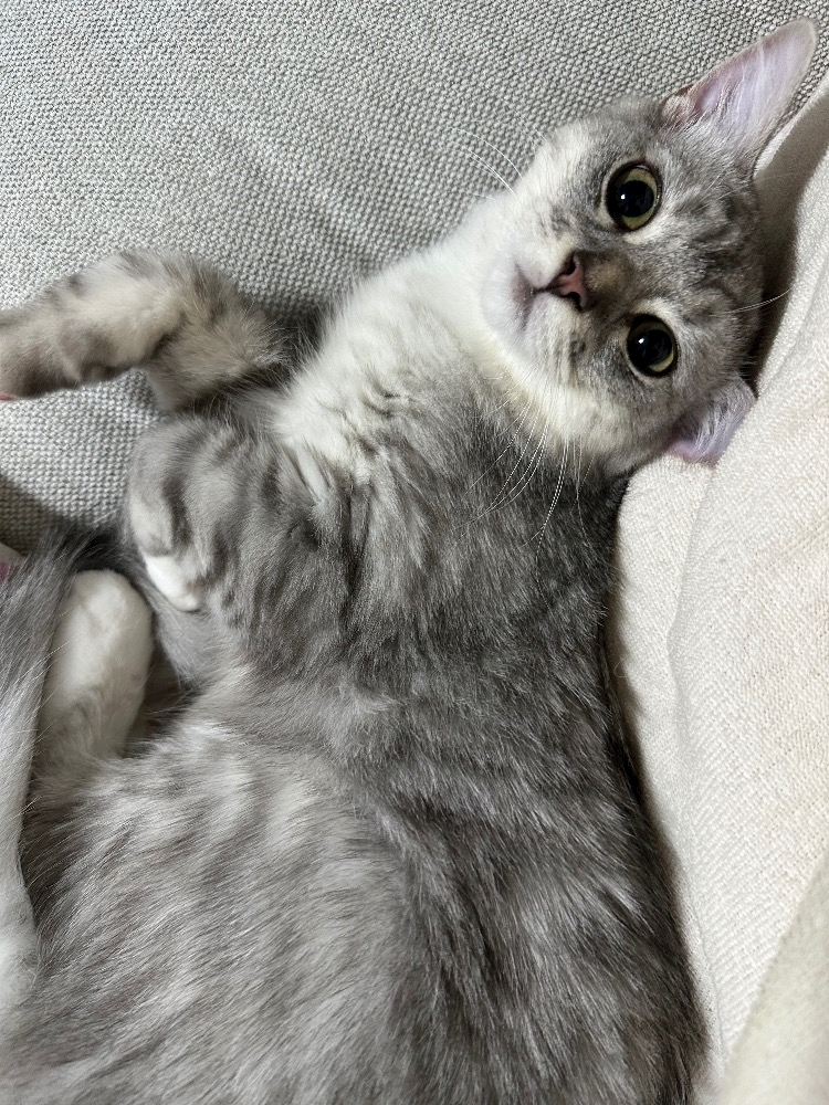 ナギ