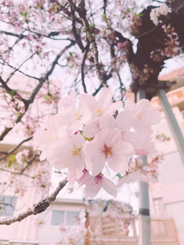 さゆ