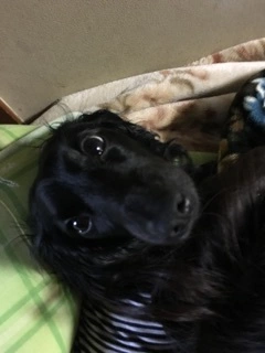 りえ