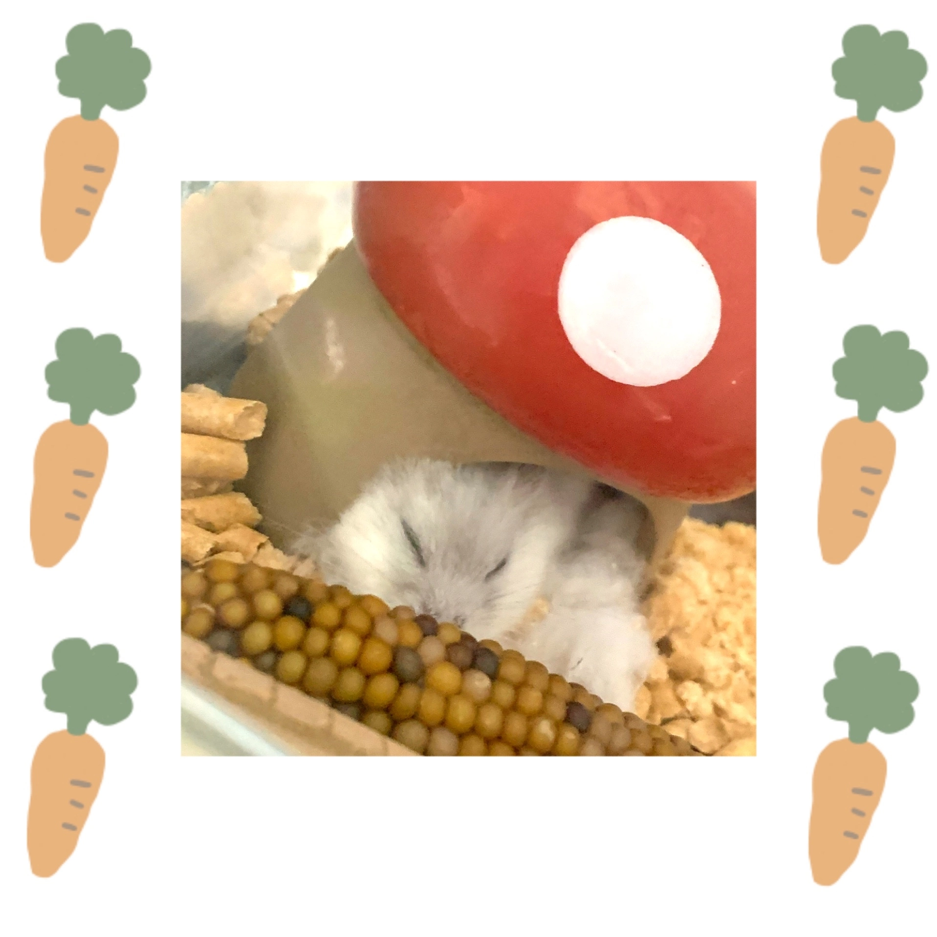 まゆ