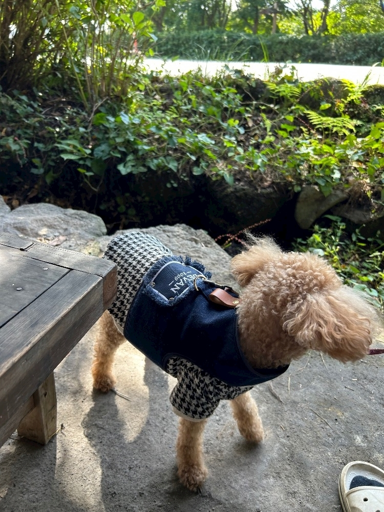 ふうか