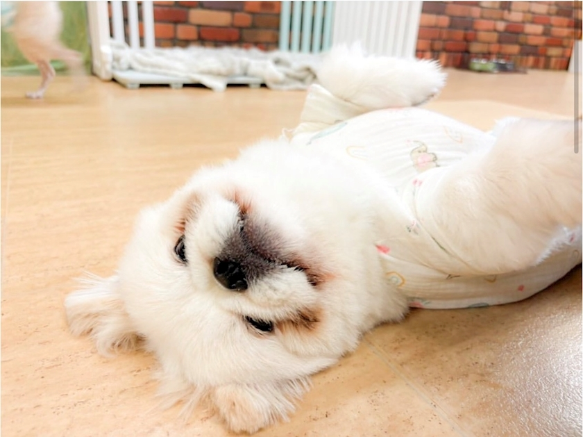 涼風 あき