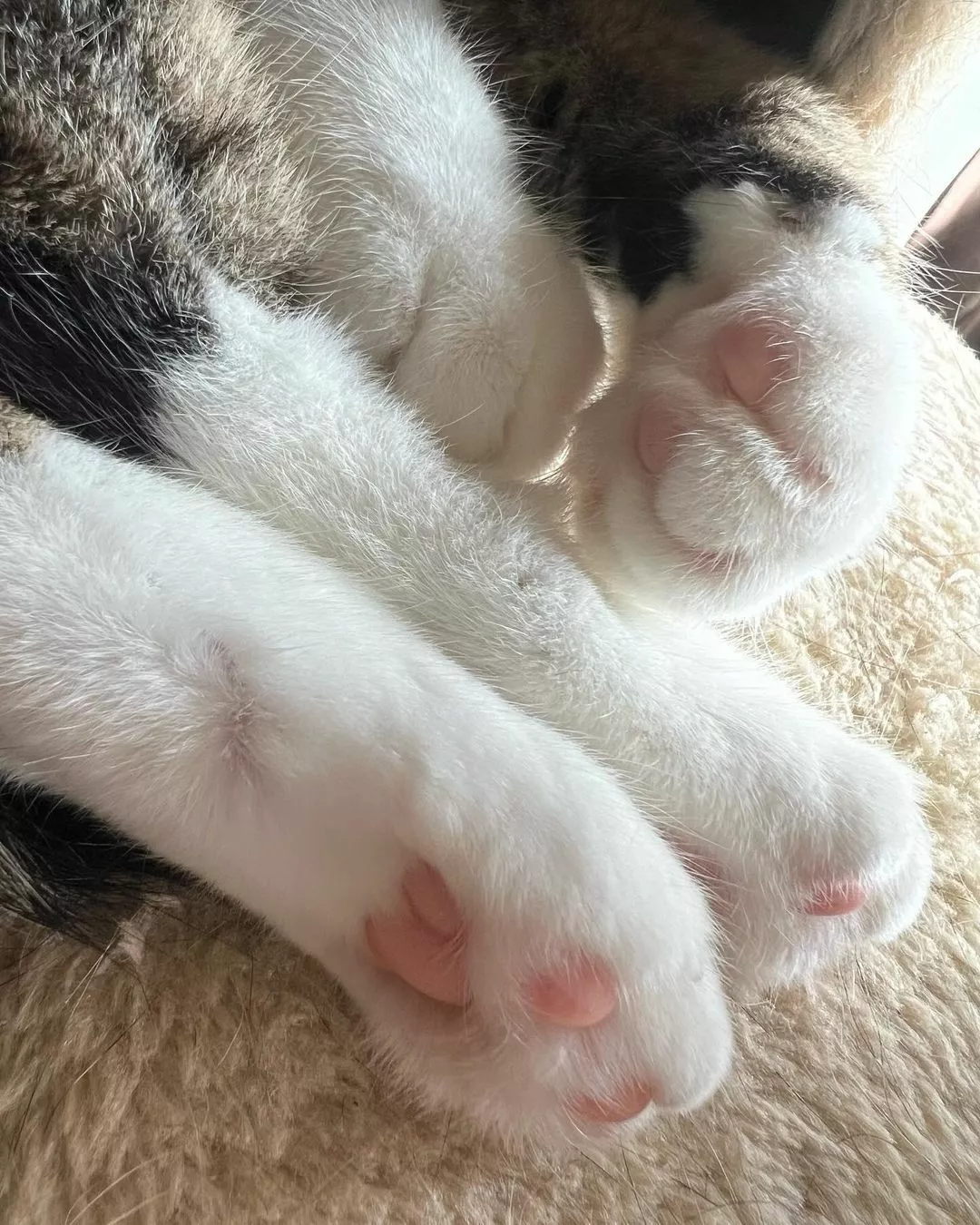 ねね