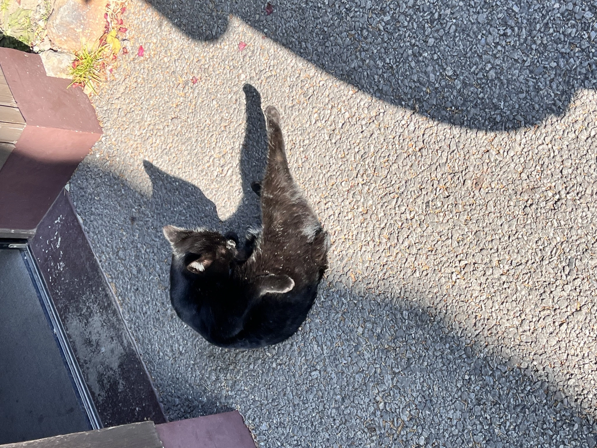 ユメ